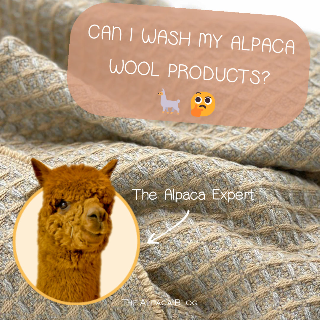 La guía de mantenimiento esencial para productos de lana de alpaca