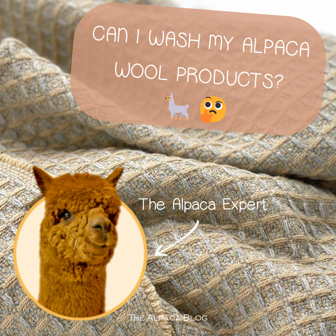 The Essential Maintenance Guide for Alpaca Wool Products