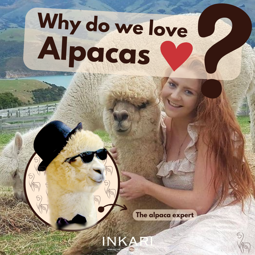 Alpaca Fleece | ClaryMeadows Alpacas