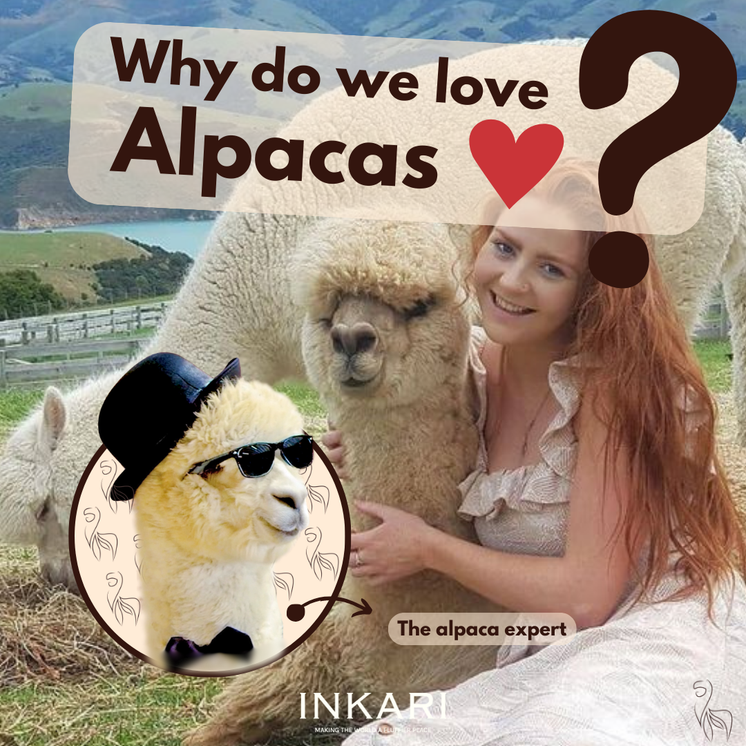 Why do we Humans love Alpacas?