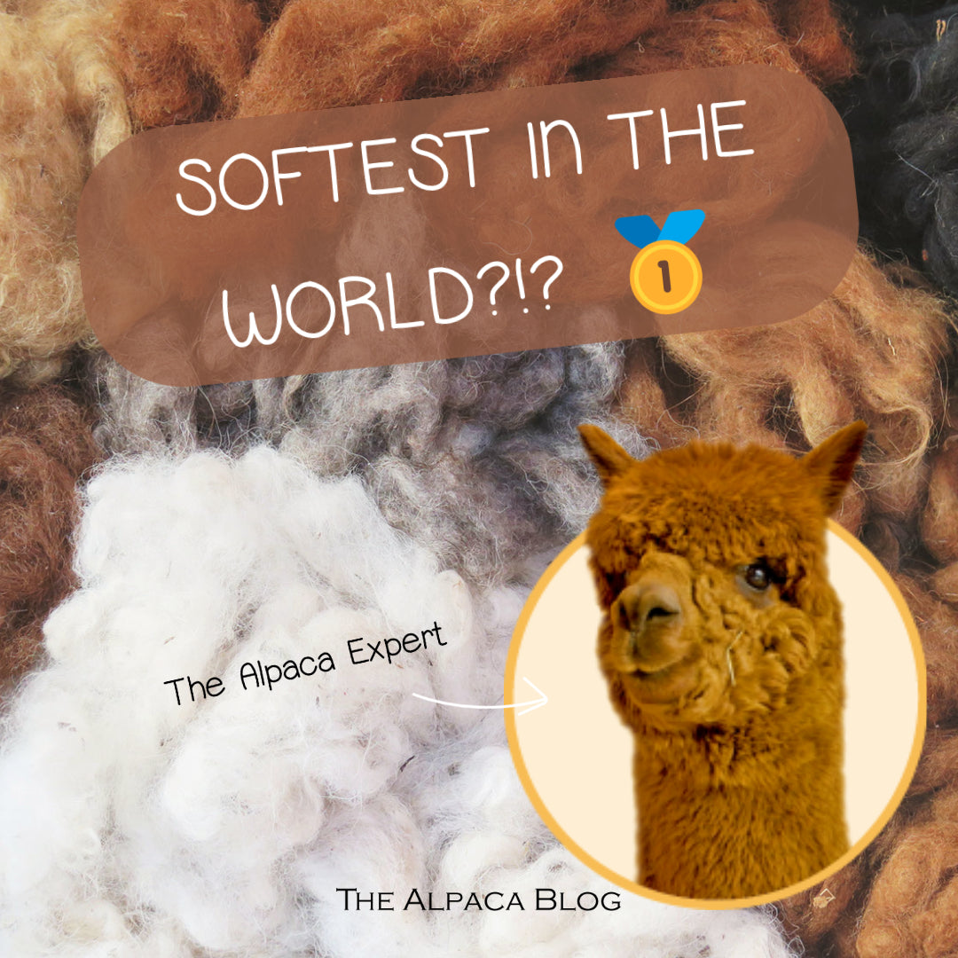 The Alpaca Blog - Is alpaca wool the softest wool in the world?