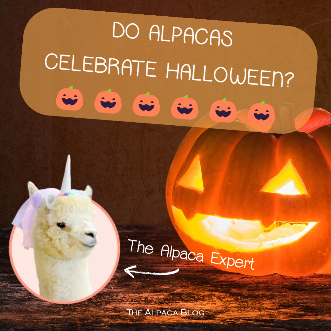 Do alpacas love to celebrate Halloween?