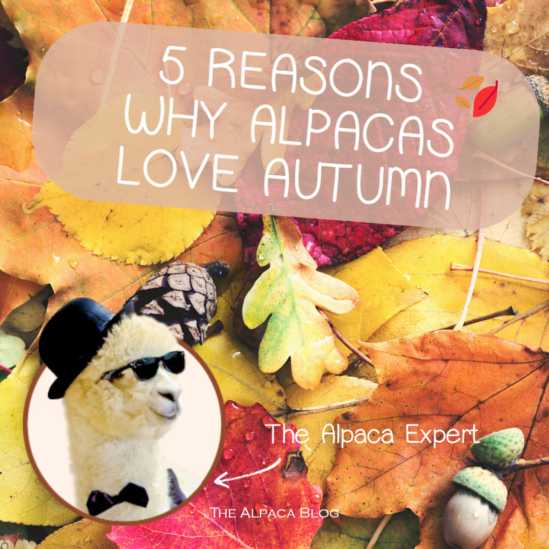 Do alpacas love autumn?