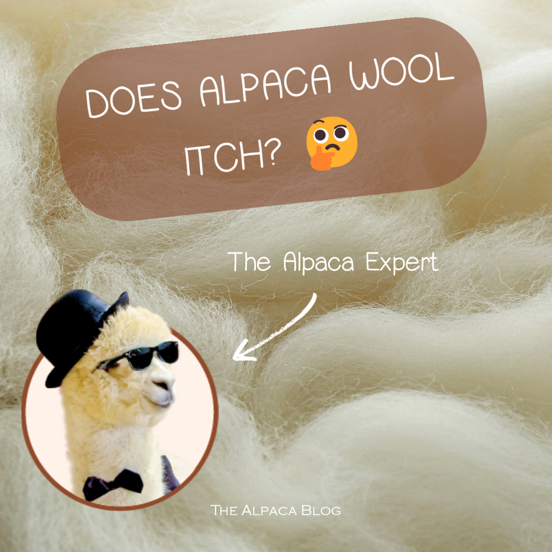 Is alpaca wool itchy?