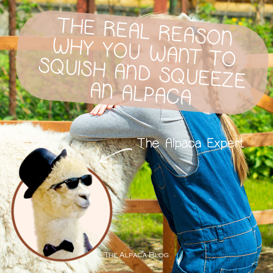 The REAL (and evolutionary) reason you need to squish alpaca toys!