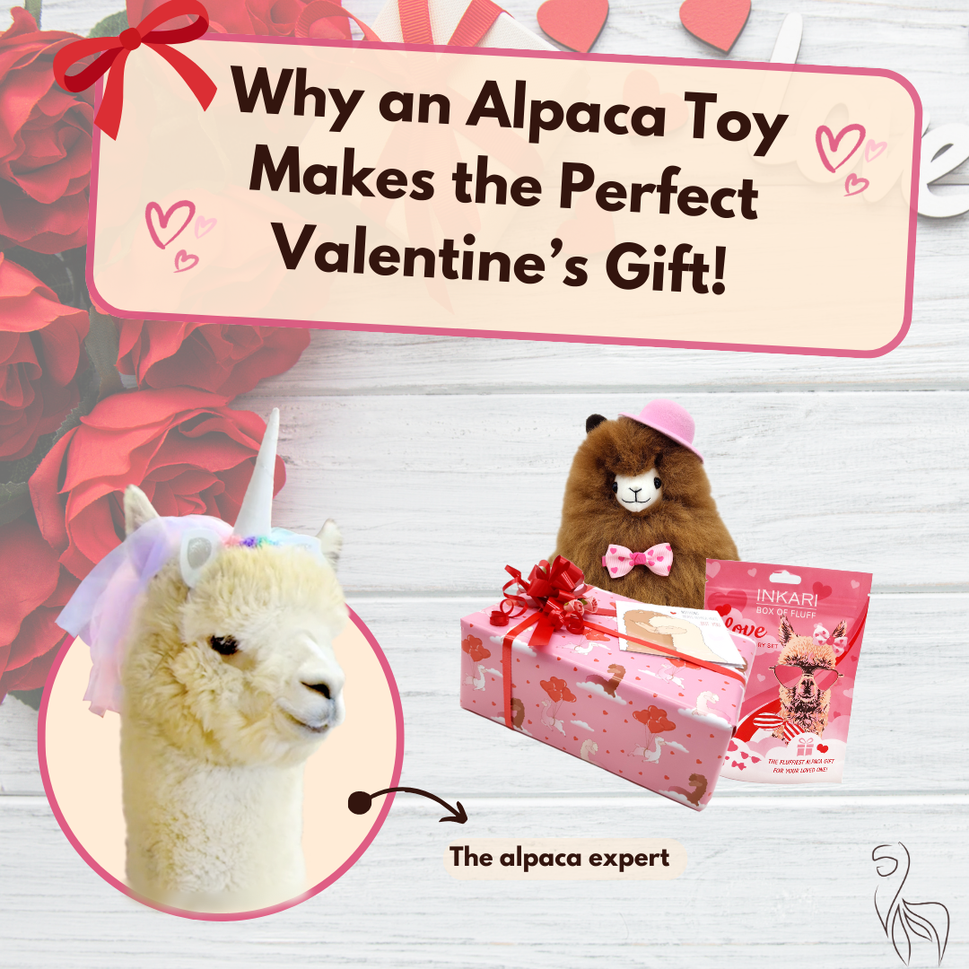 Why alpacas are the best valentines gift - Inkari