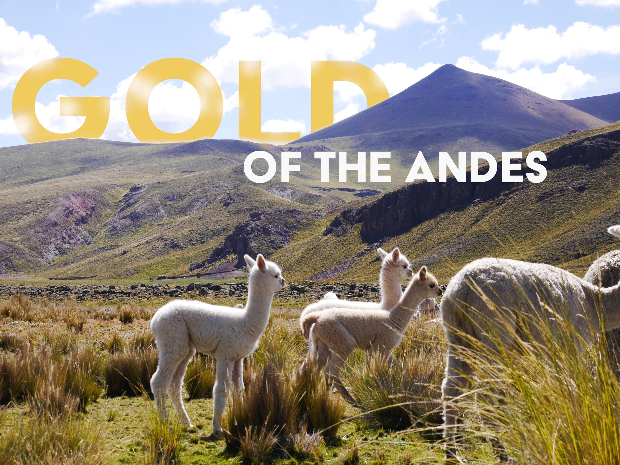 5 Reasons Why Alpaca Fleece Is The 'Gold Of The Andes'