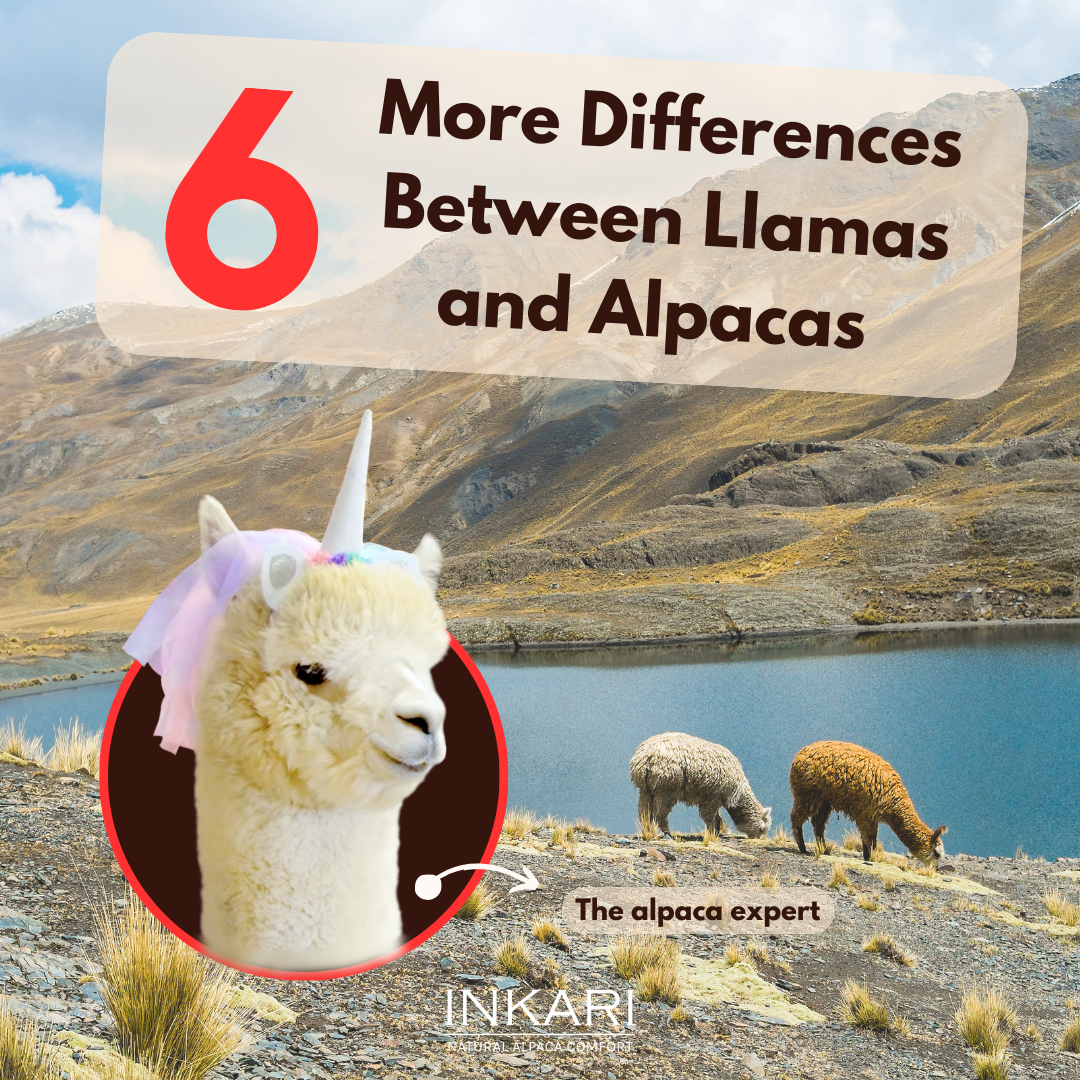 6 More Differences between Alpacas and Llamas!