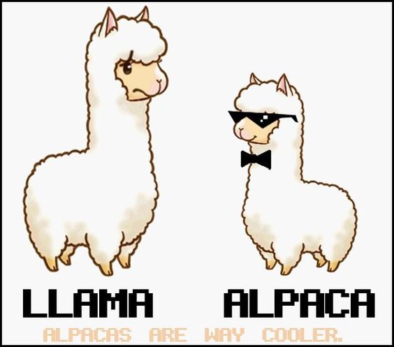 alpaca llama differences alpaca cool toys alpaca wool sustainability education