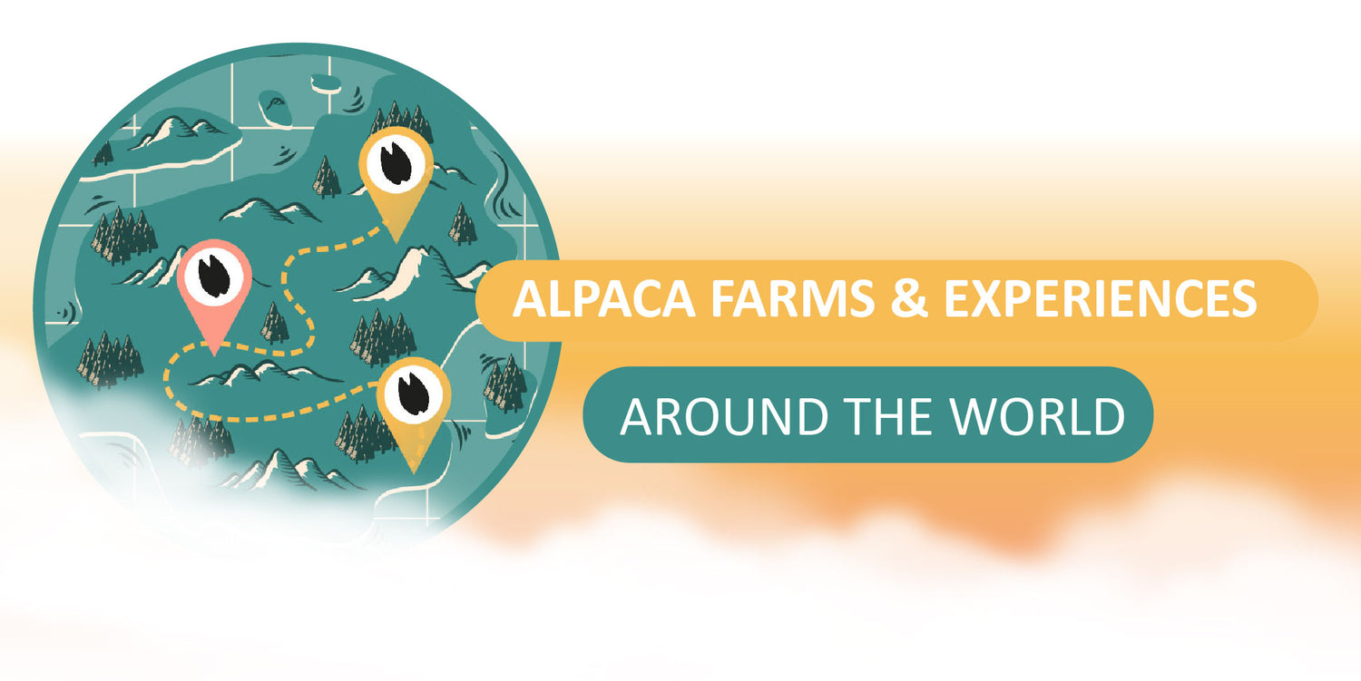Alpaca Experience Roadmap  - The Best Alpaca Route there is